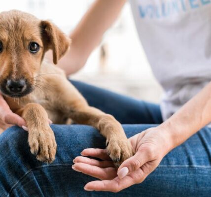 Participação de pet shops em eventos de adoção de animais