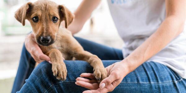 Participação de pet shops em eventos de adoção de animais