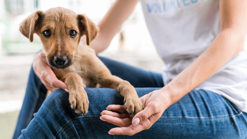 Participação de pet shops em eventos de adoção de animais